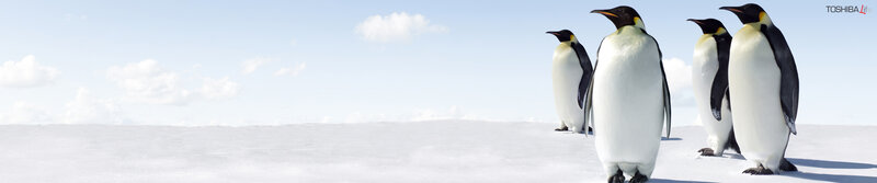 Penguins on a snowy plain