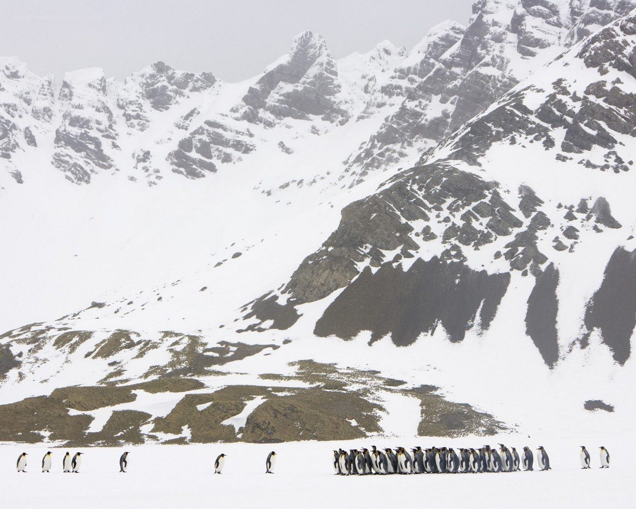 Penguins on a snowy plain