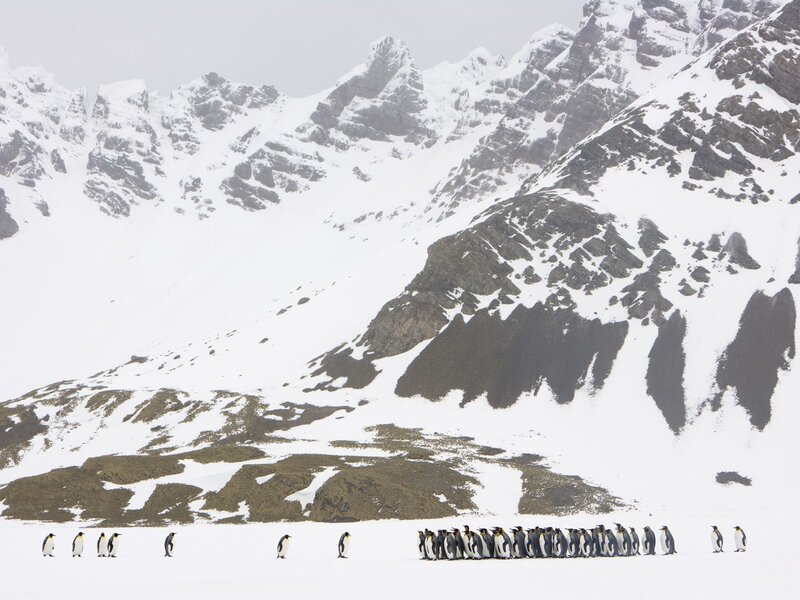 Penguins on a snowy plain