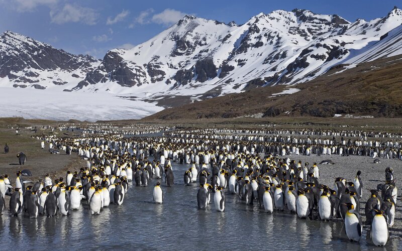 Penguins on a snowy shore