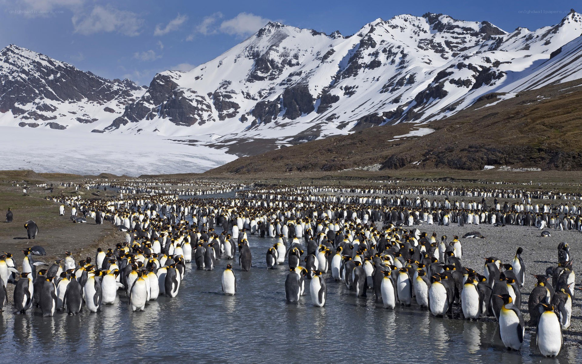 Penguins on a snowy shore