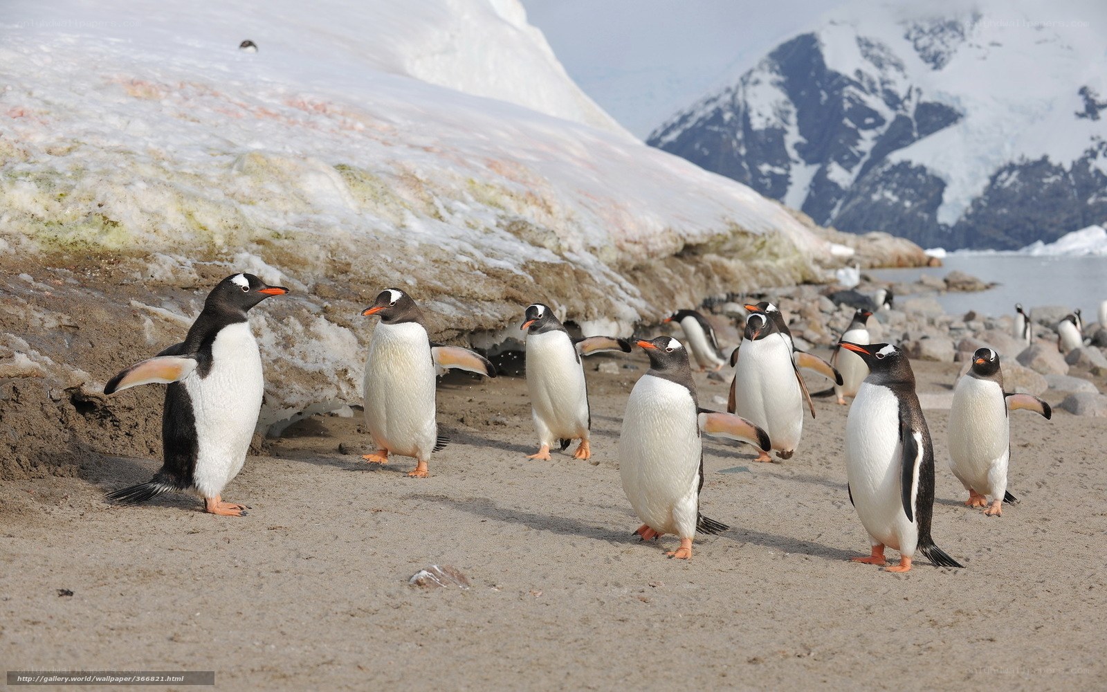 Penguins on a snowy shore