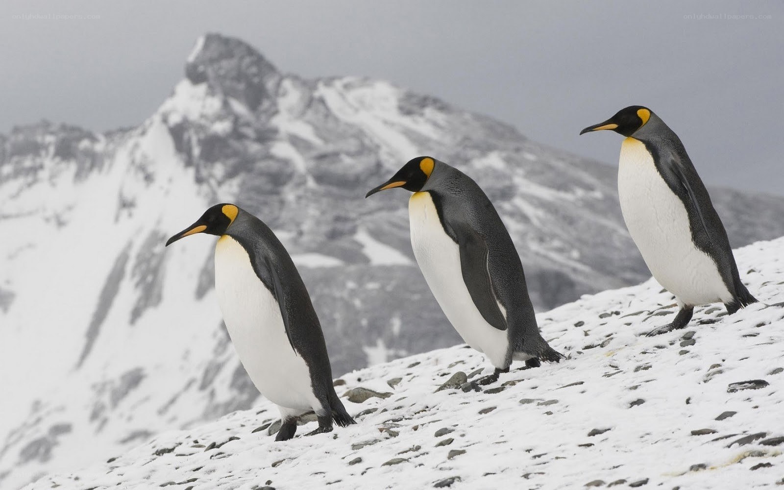 Penguins on a snowy slope