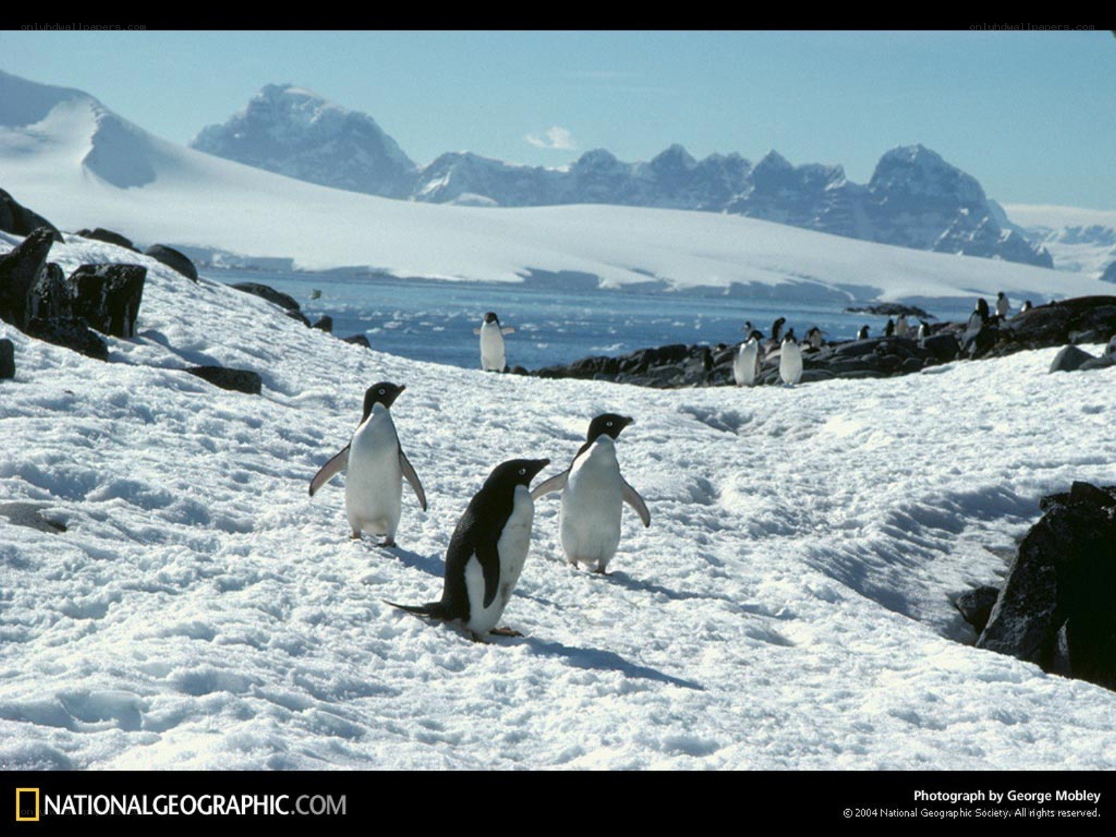 Penguins on a snowy slope
