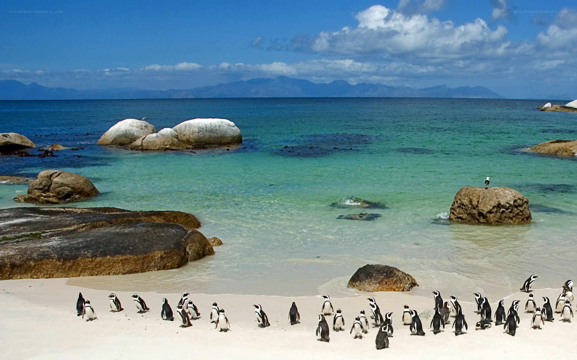 Penguins on a sunny beach