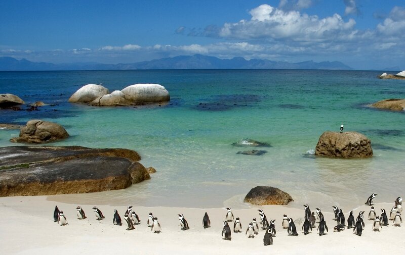Penguins on a sunny beach