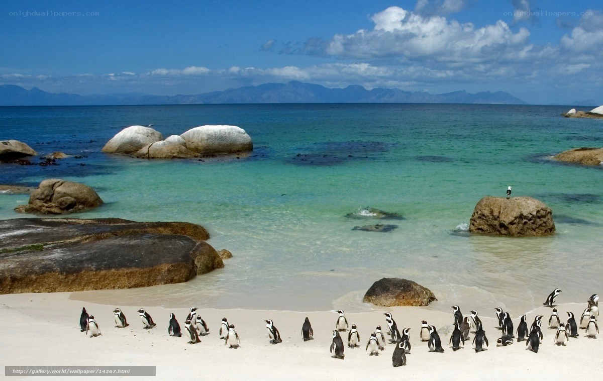 Penguins on a tropical beach