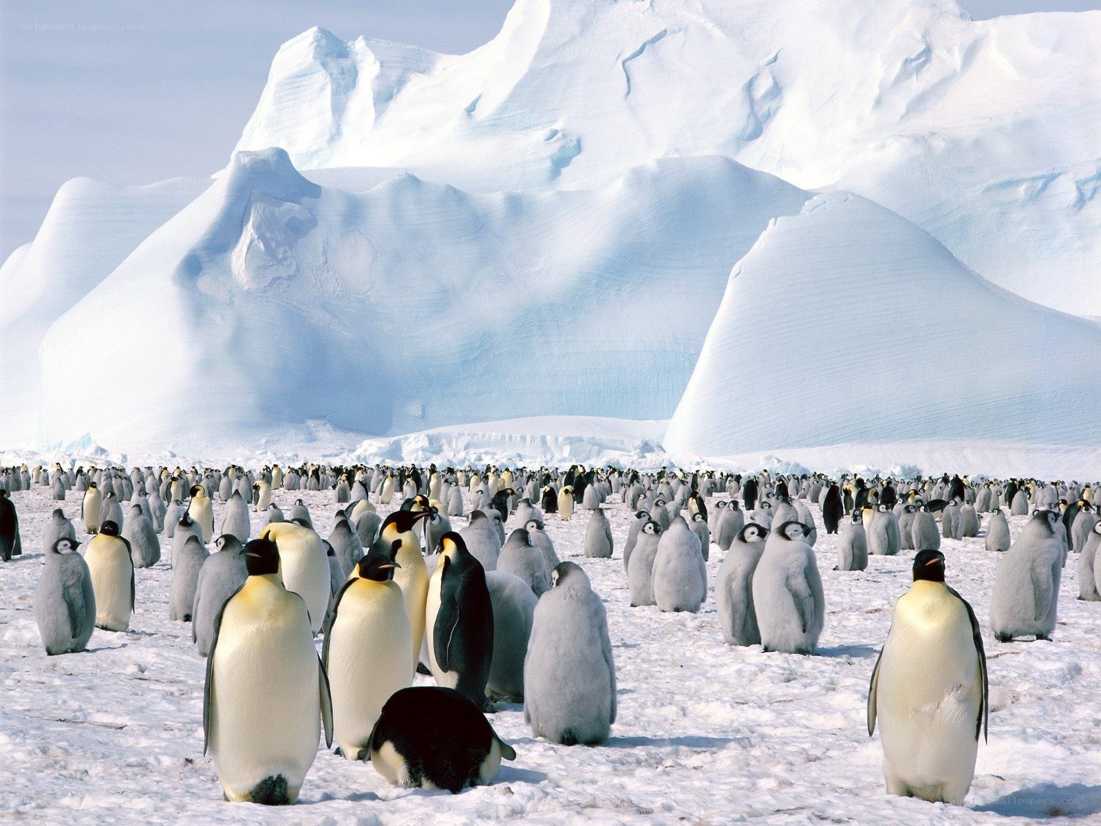 Penguins on an ice field