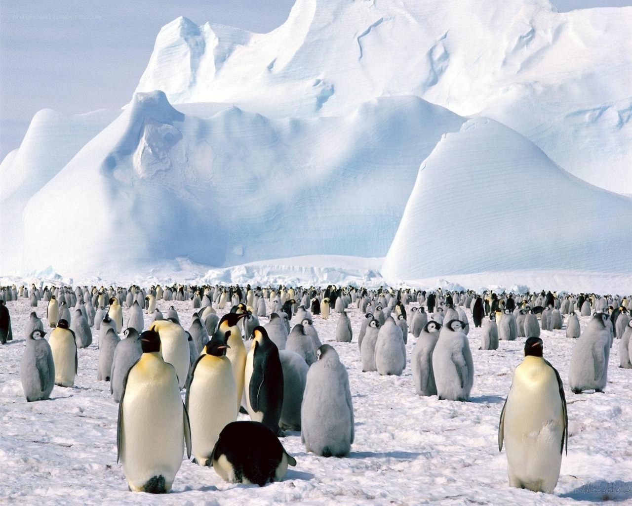 Penguins on an ice field