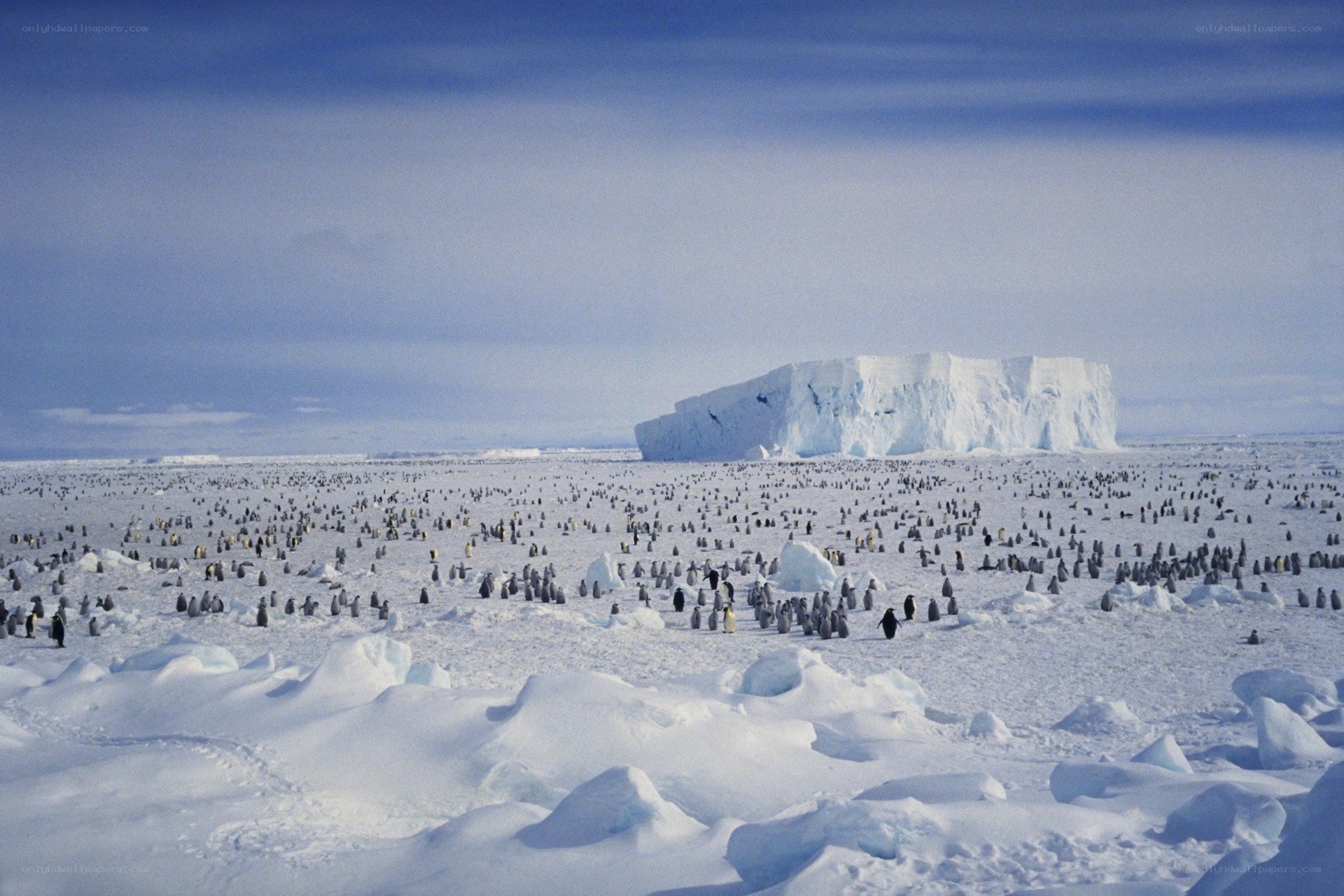 Penguins on an ice field