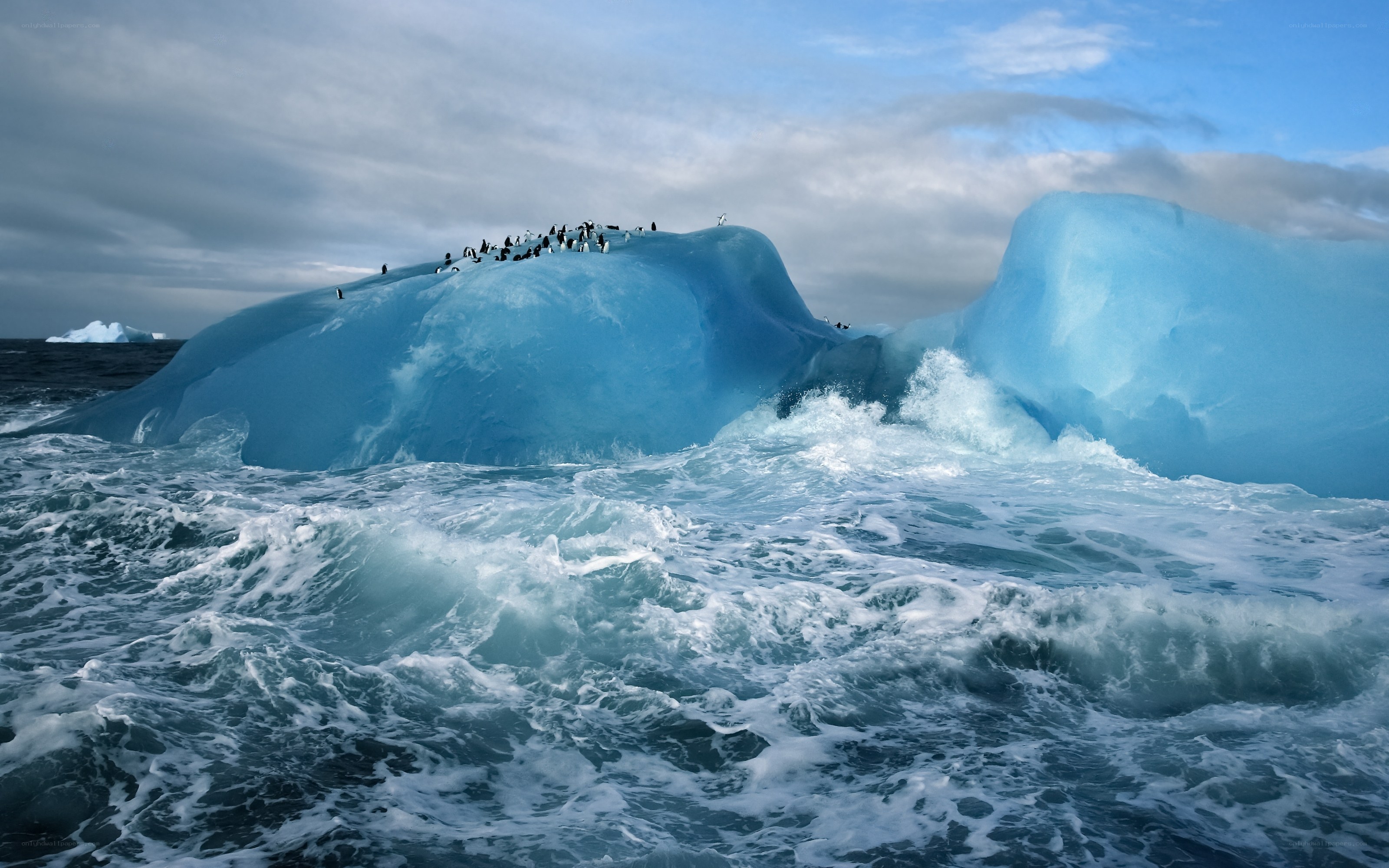 Penguins on an ice floe