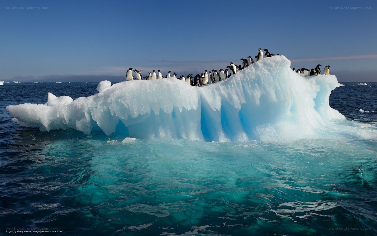 Penguins on an ice floe