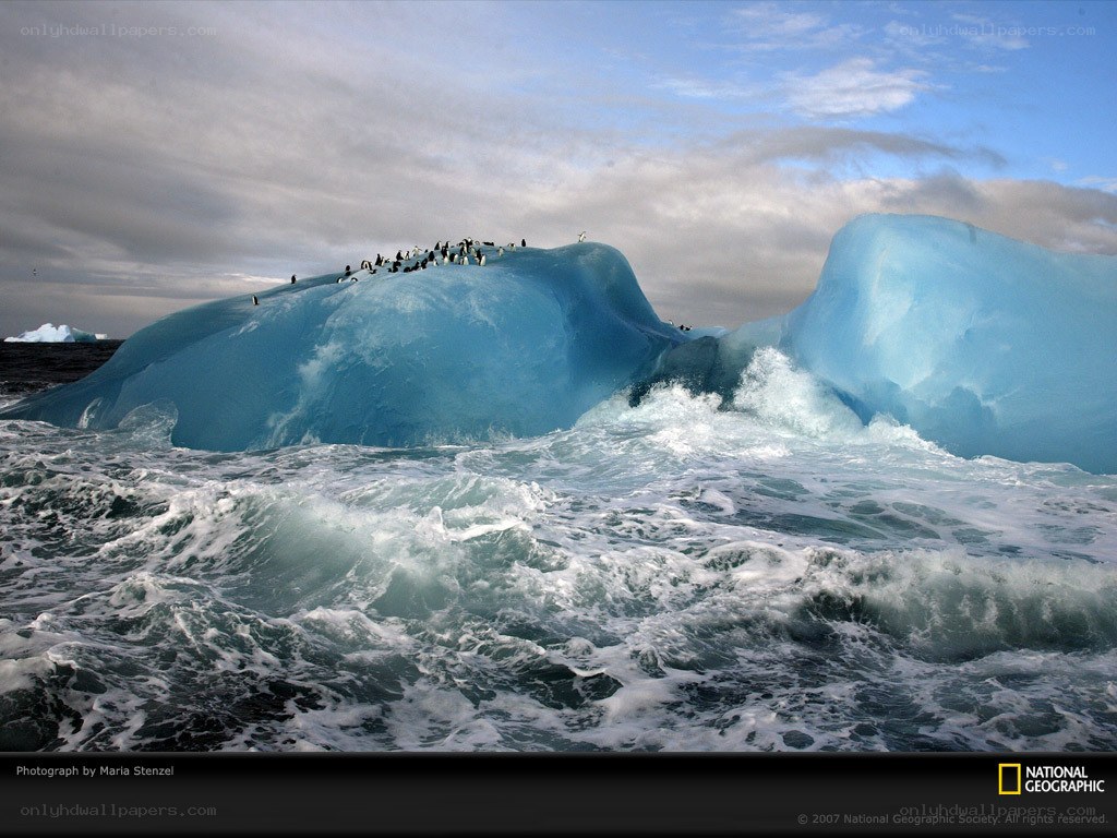 Penguins on an ice floe