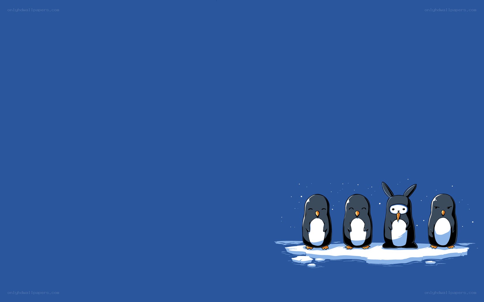 penguins on an ice floe