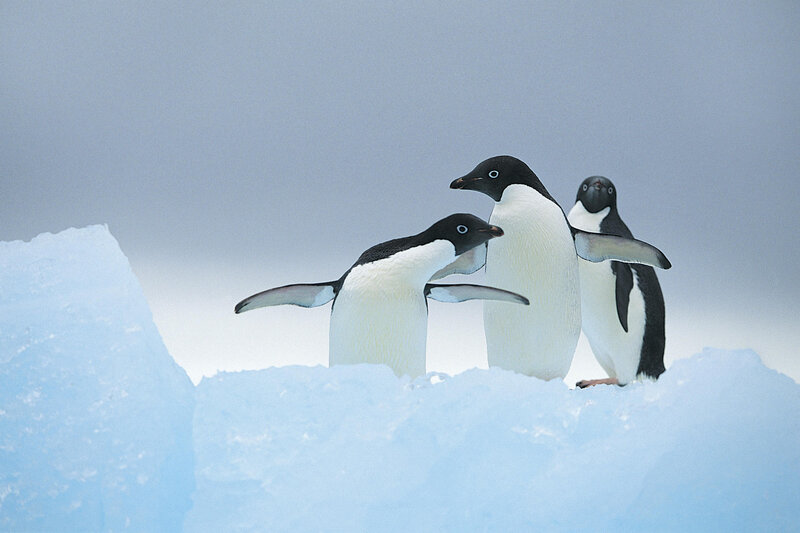 Penguins on an ice floe