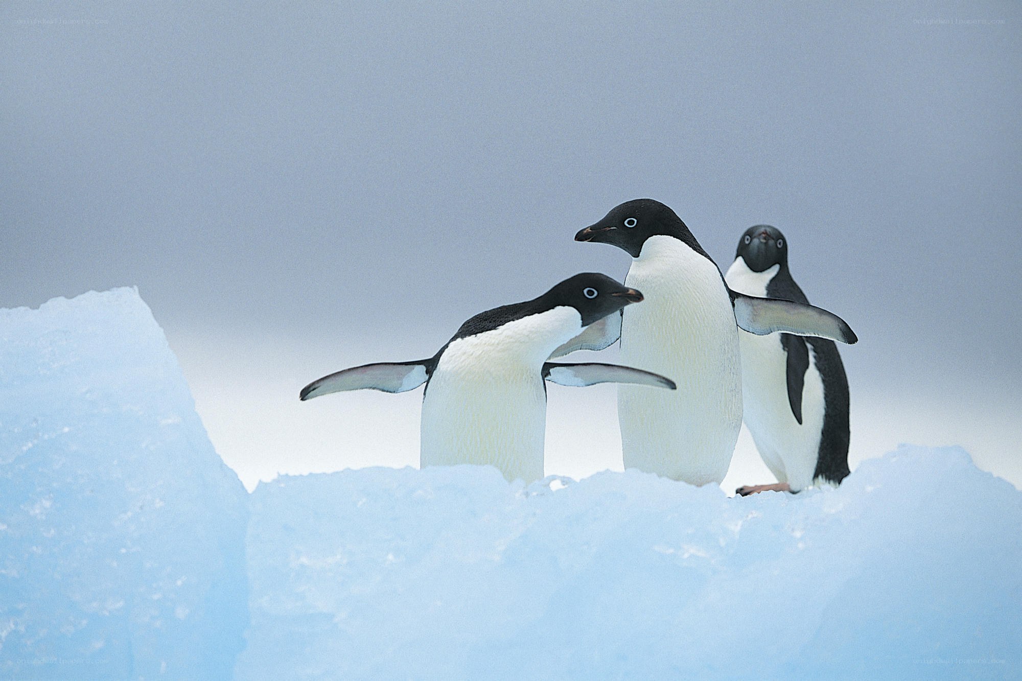 Penguins on an ice floe