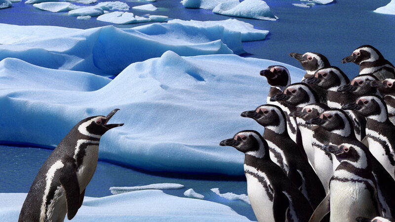 Penguins on an ice floe