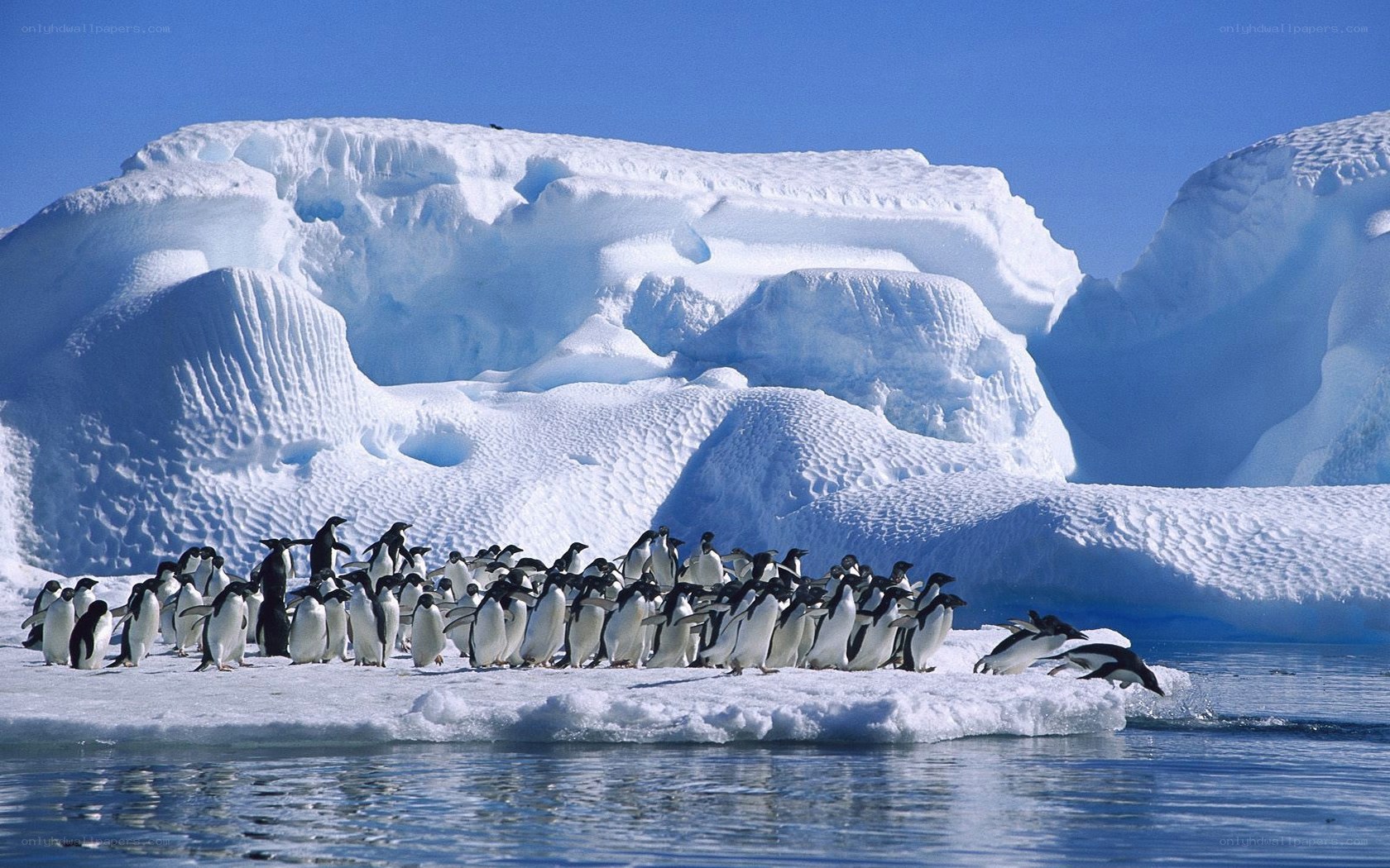 Penguins on an ice floe