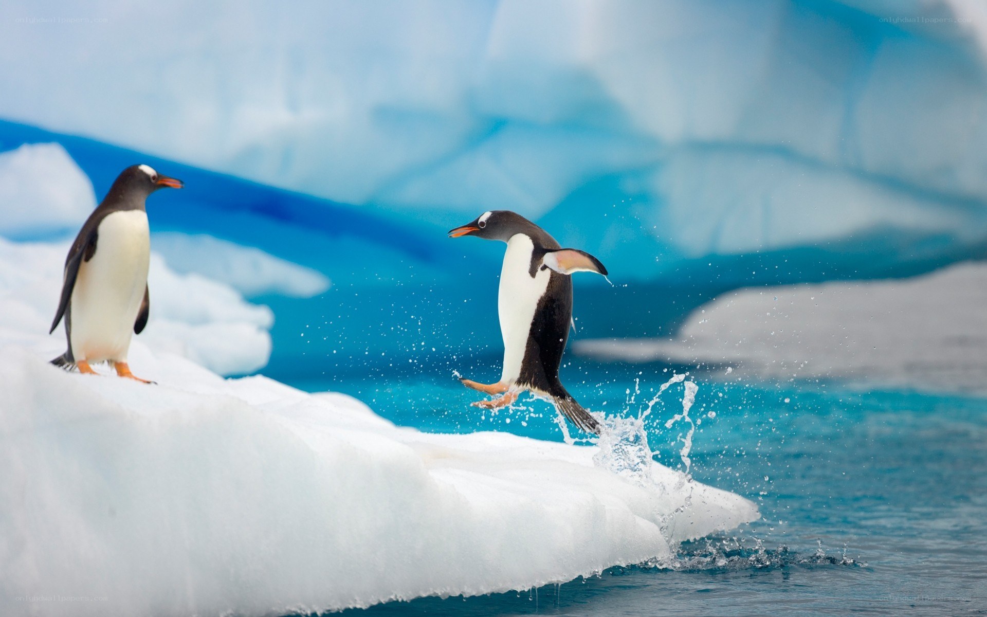 Penguins on an ice floe