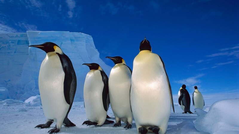 Penguins on an ice floe