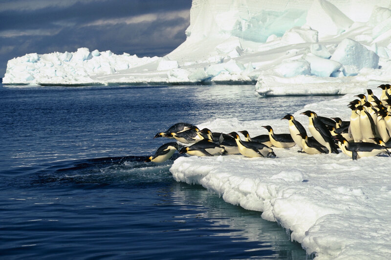 Penguins on an ice floe