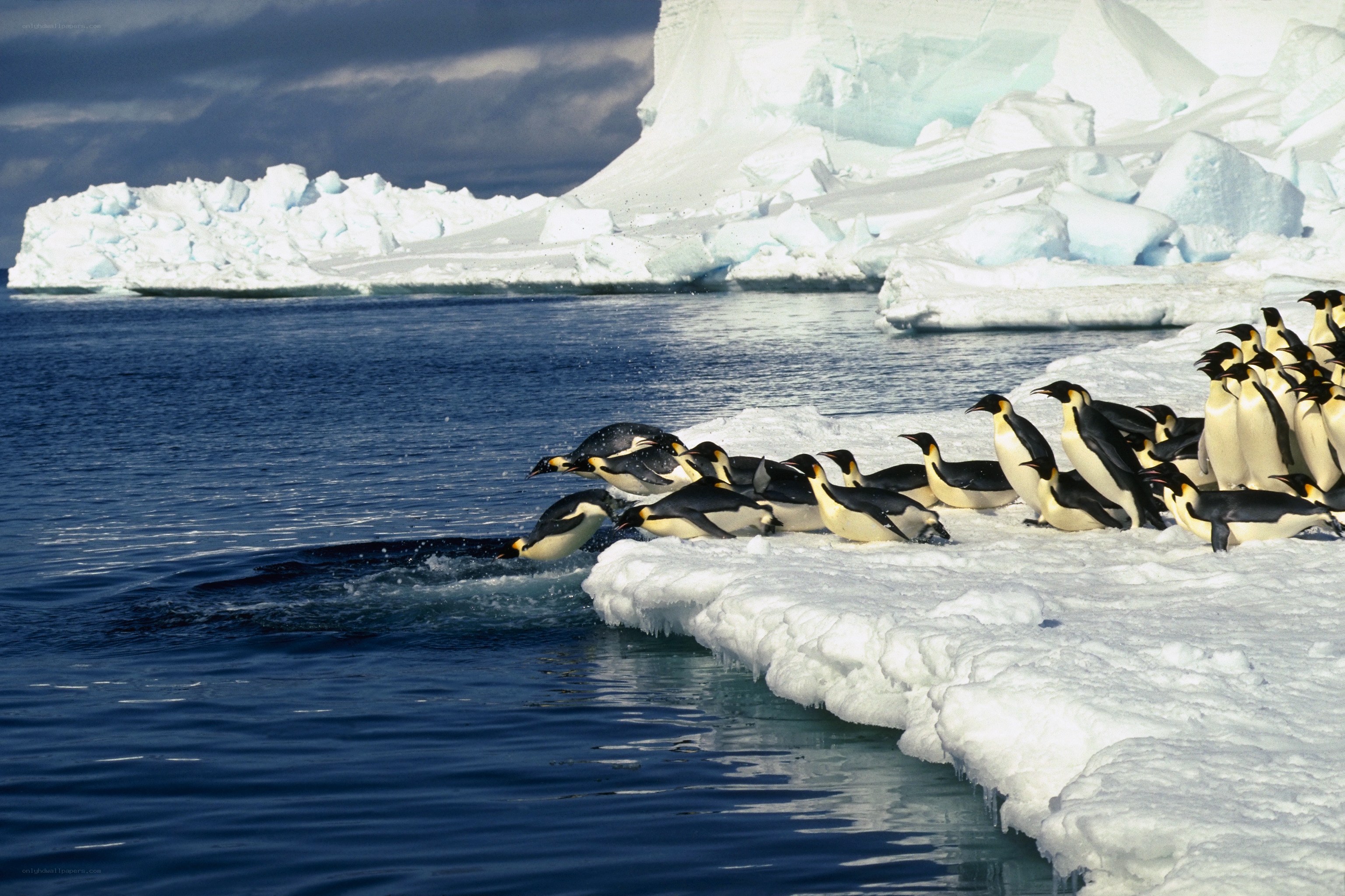 Penguins on an ice floe