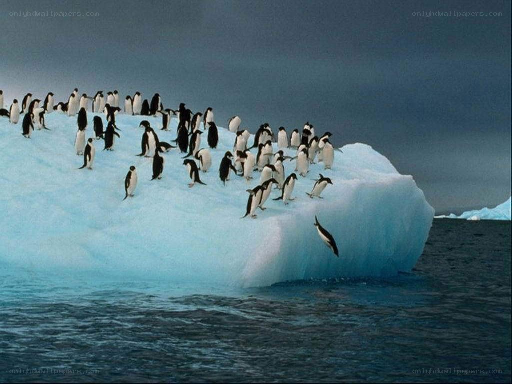Penguins on an ice floe