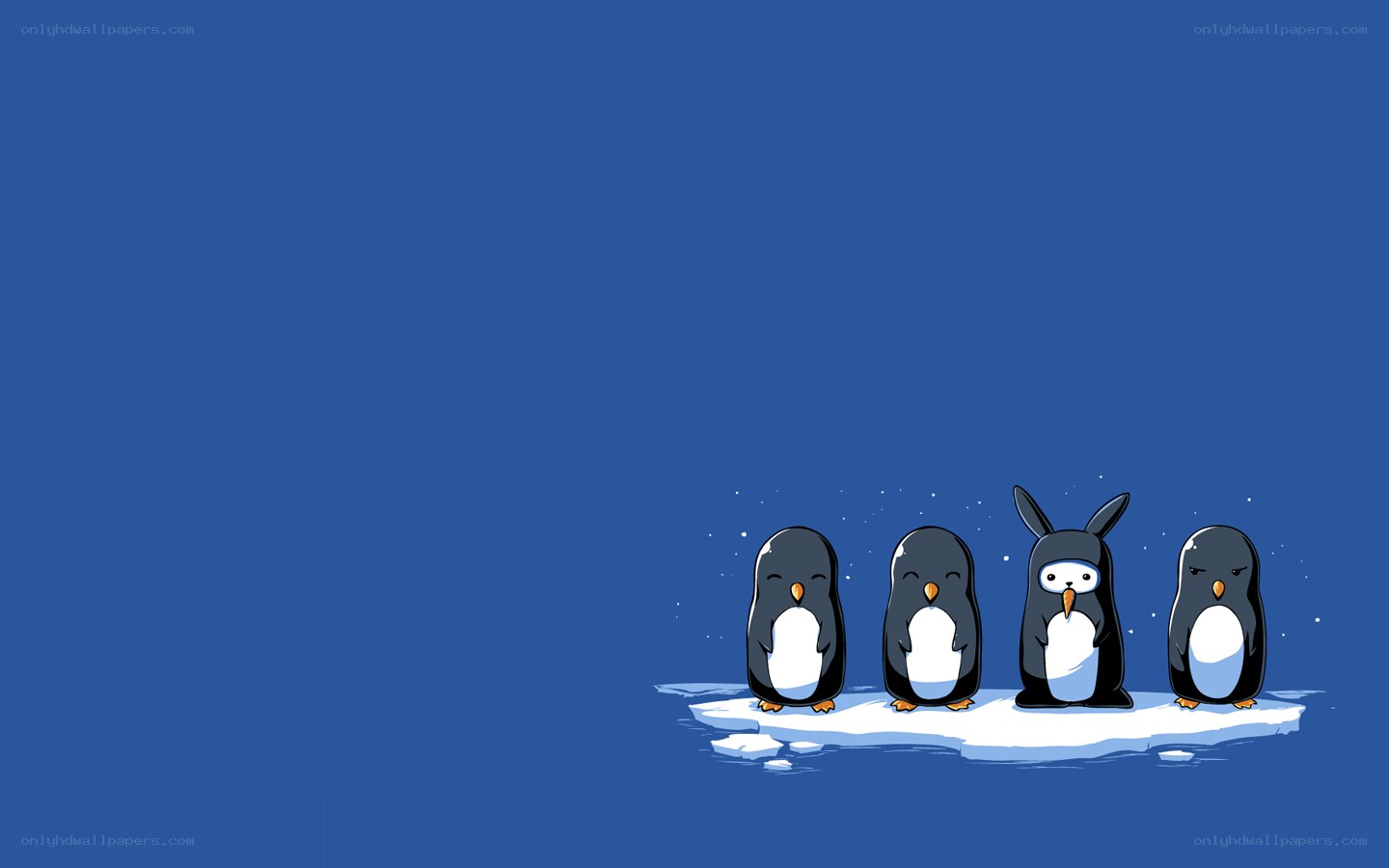 penguins on an ice floe