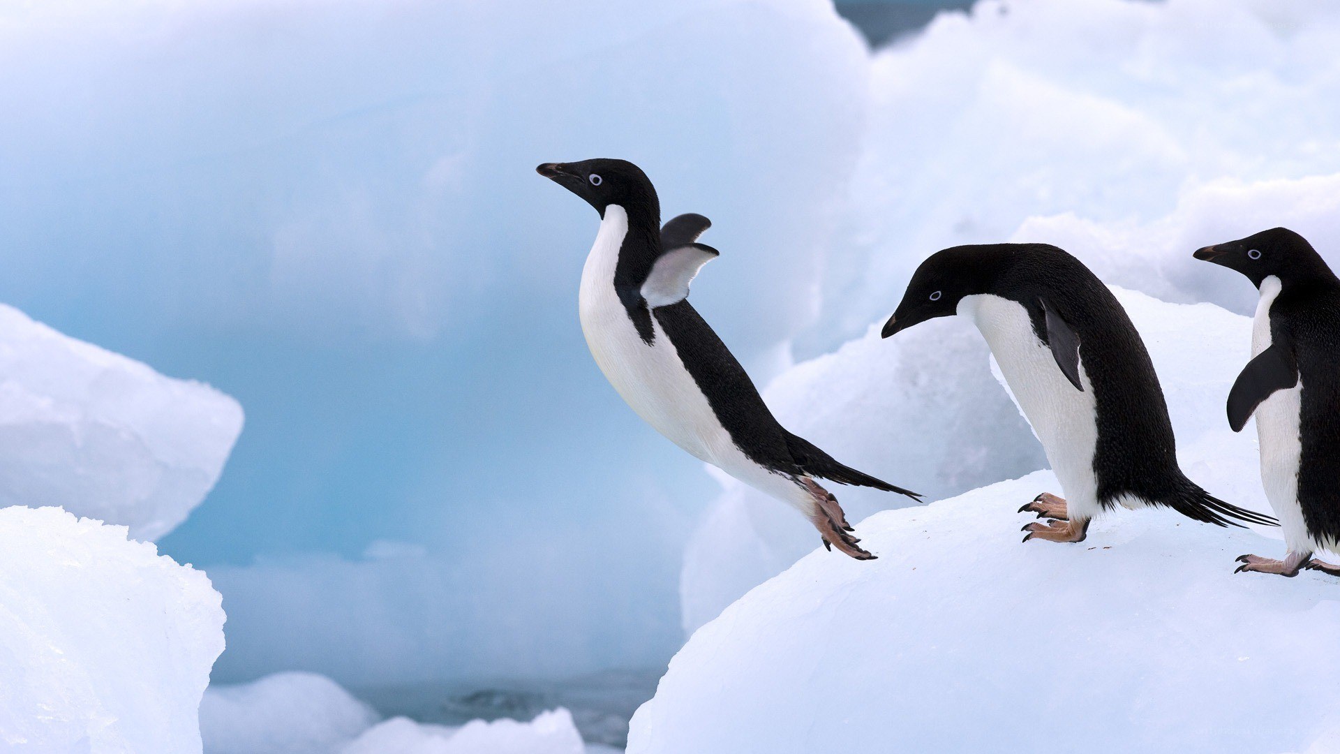 Penguins on an ice floe