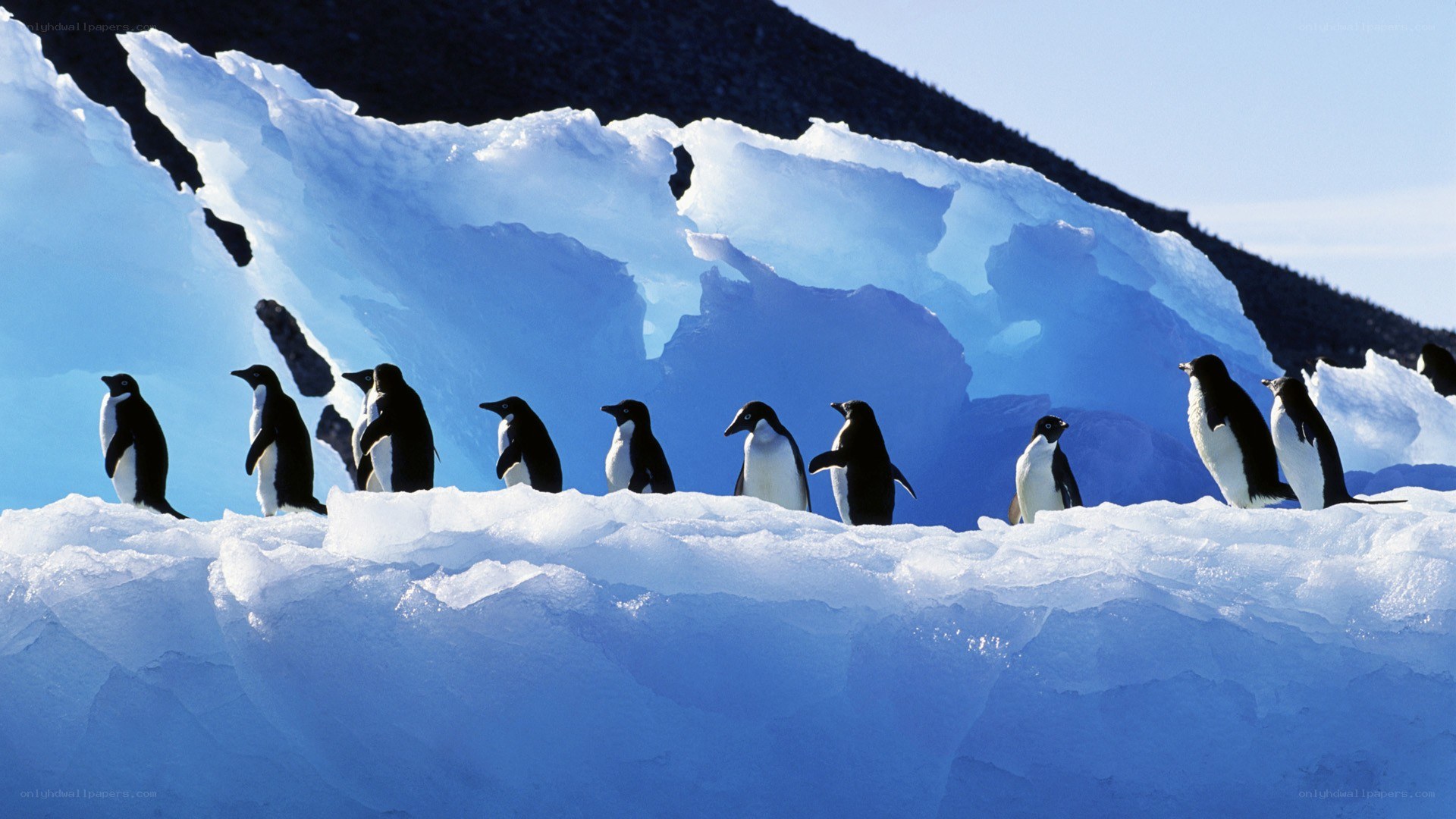 Penguins on an ice floe