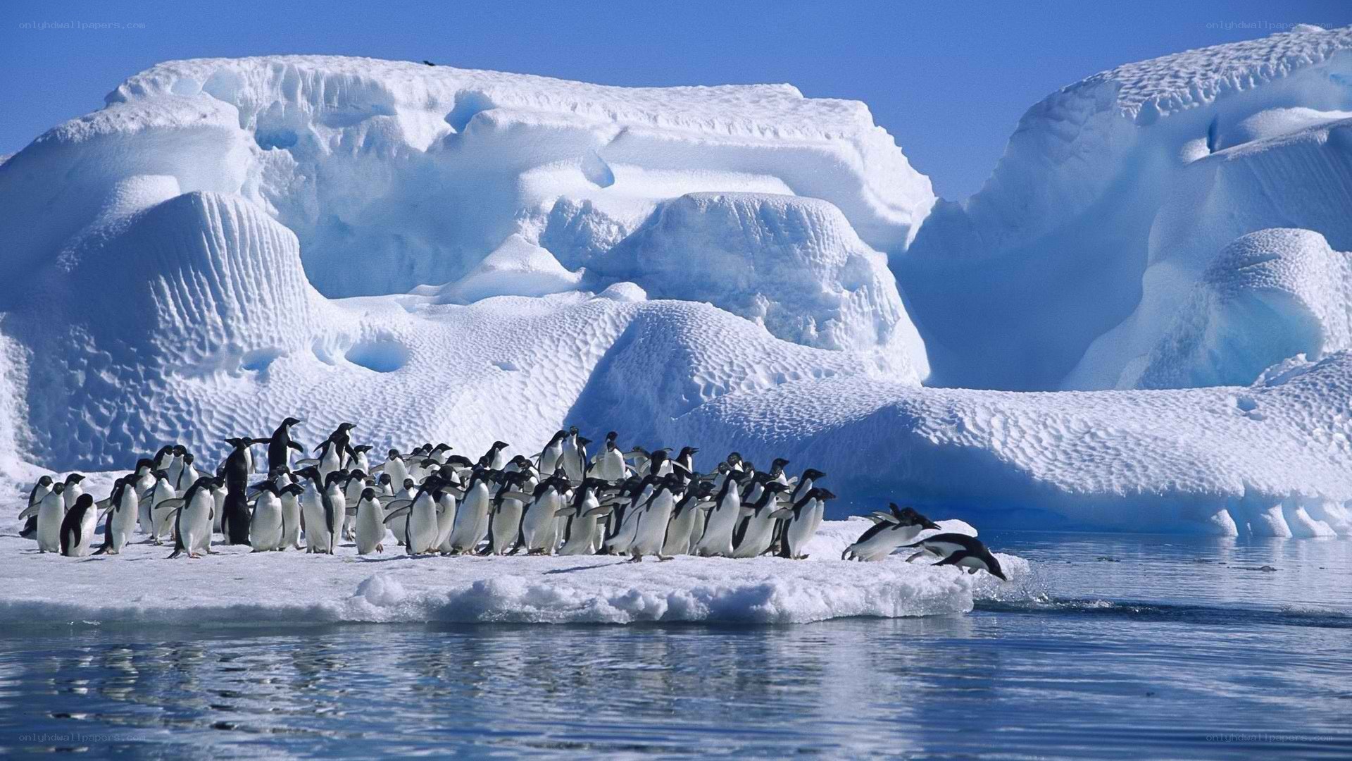 Penguins on an ice floe