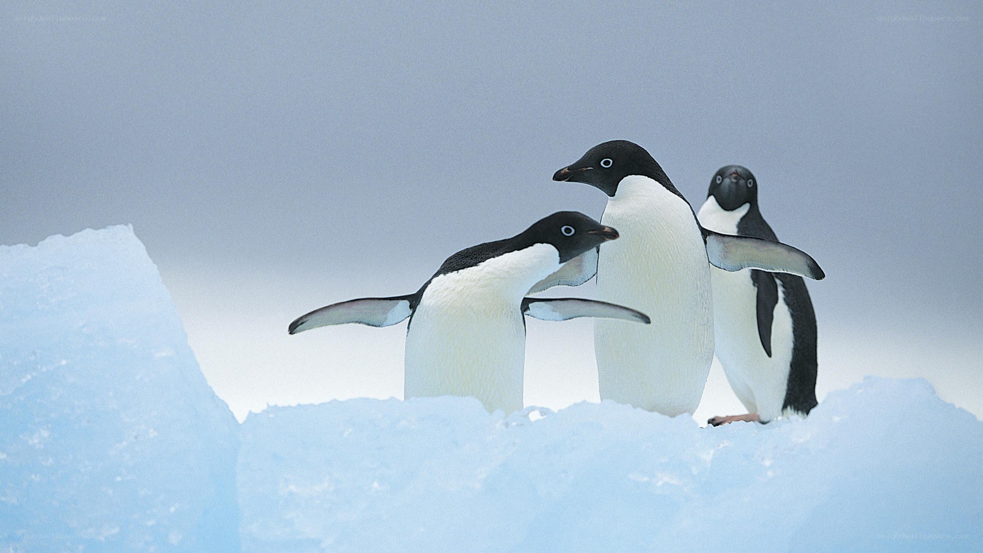 Penguins on an ice floe
