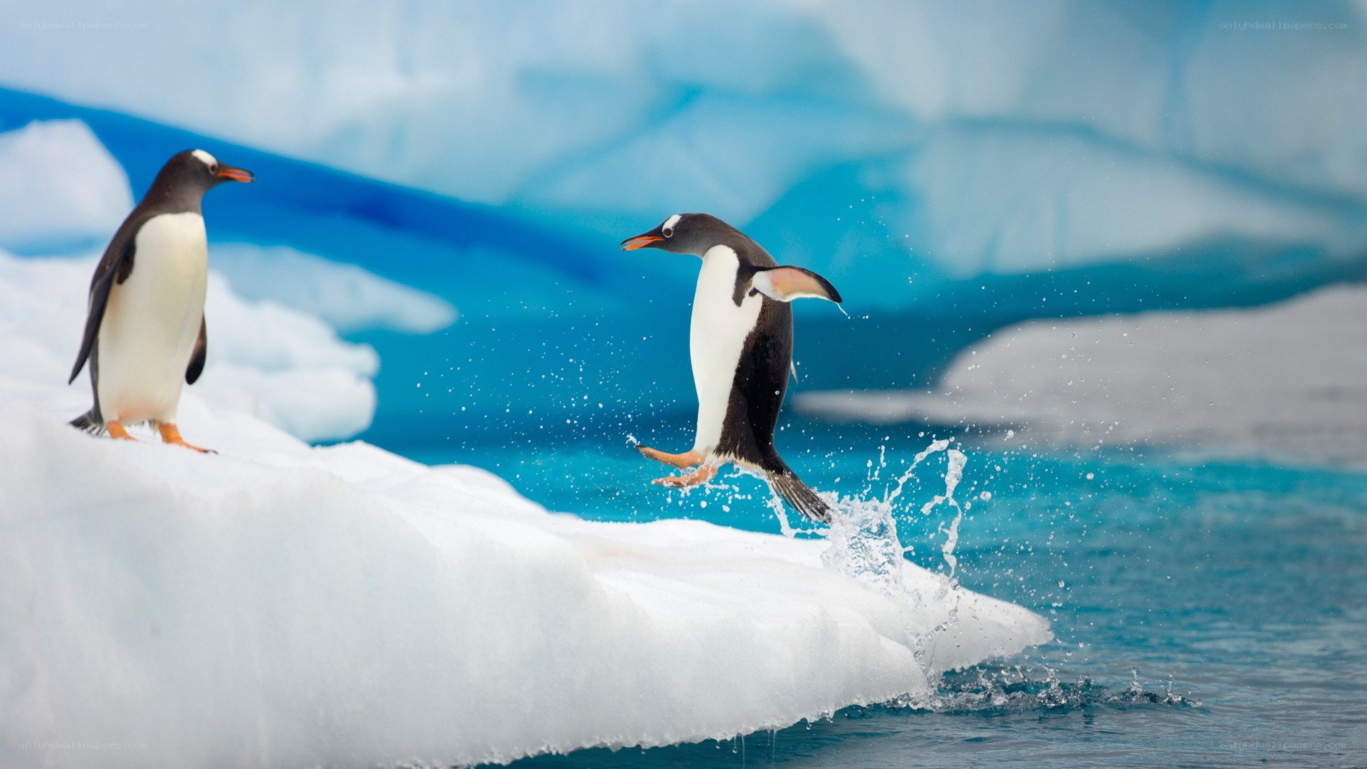 Penguins on an ice floe