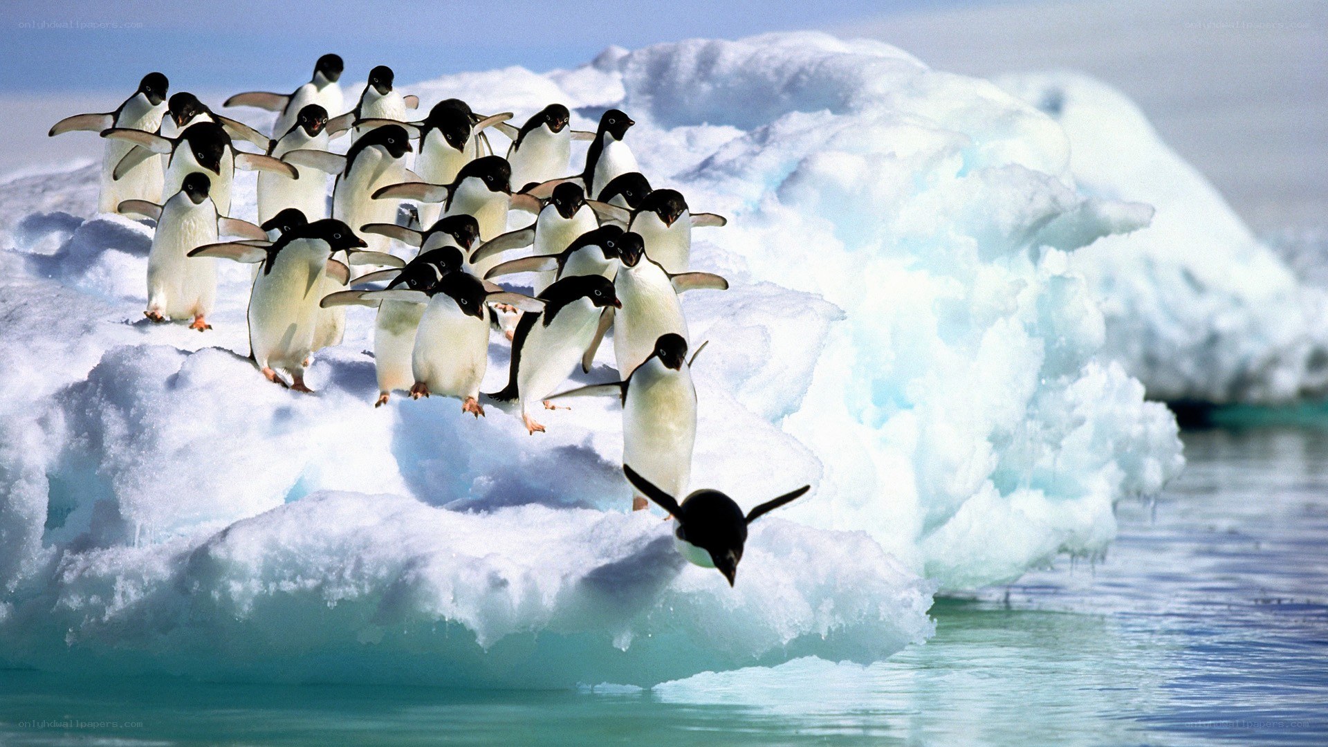 Penguins on an ice floe