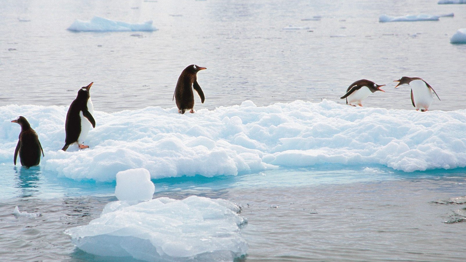 Penguins on an ice floe