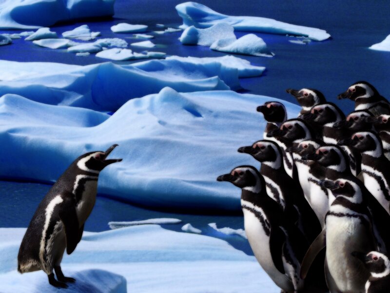 Penguins on an ice floe