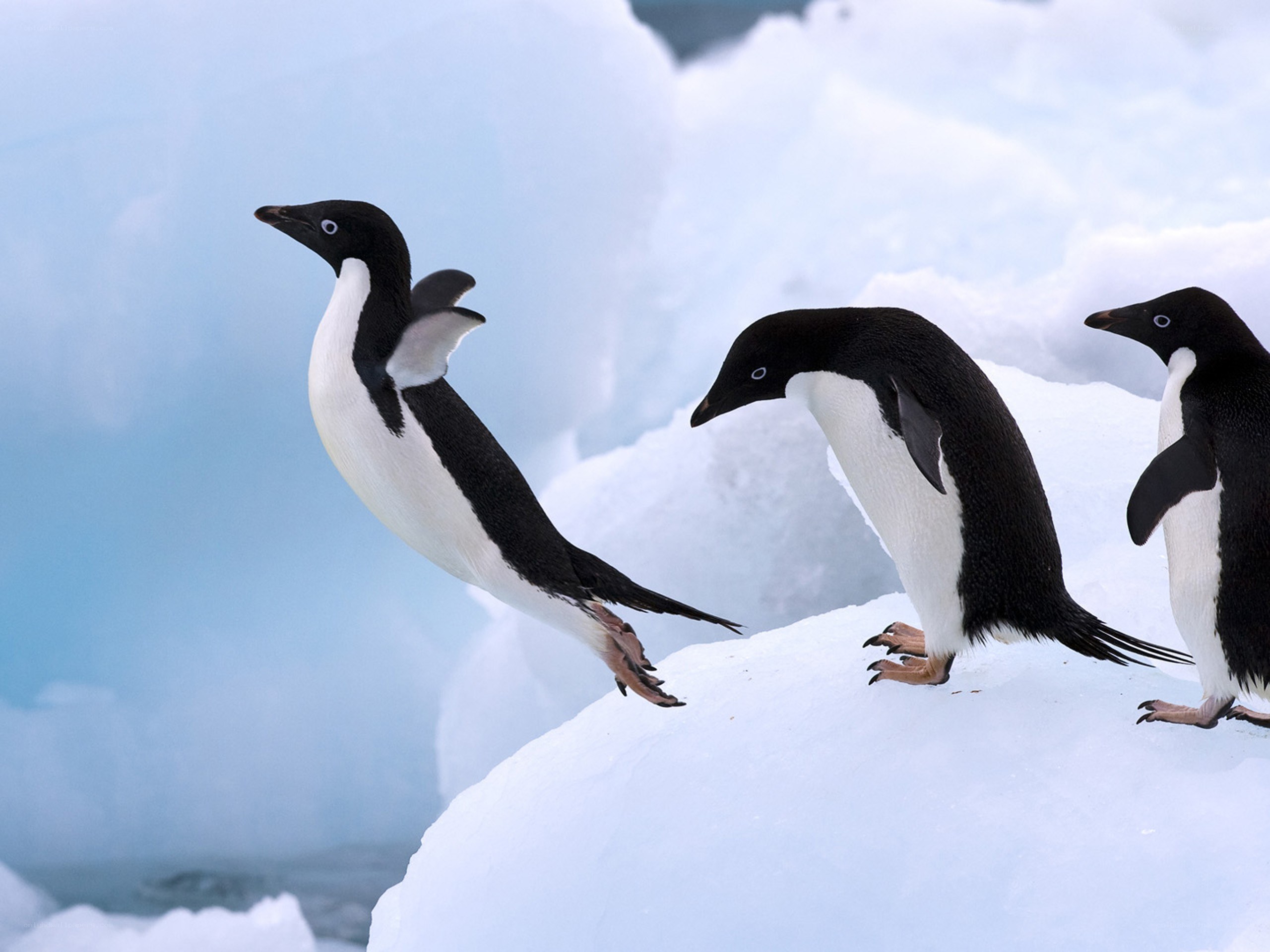 Penguins on an ice floe