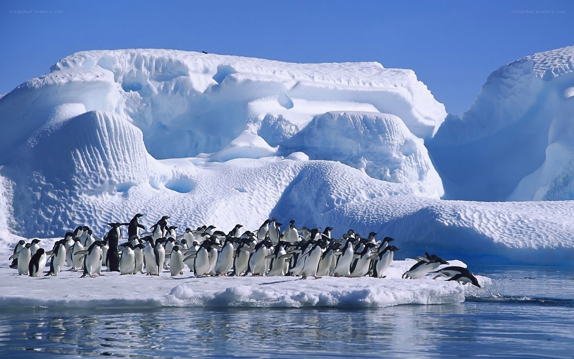 Penguins on an ice floe