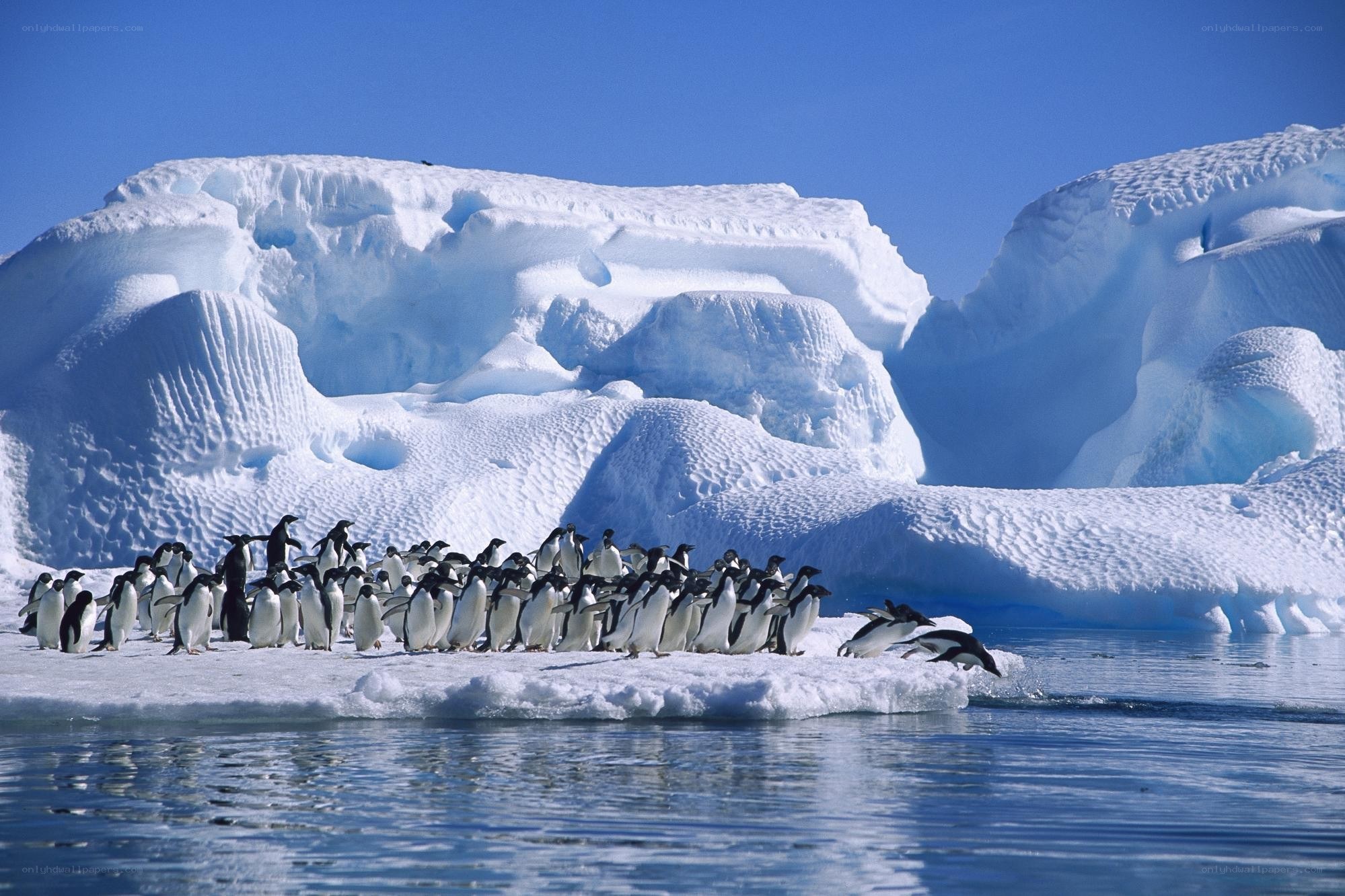 Penguins on an ice floe