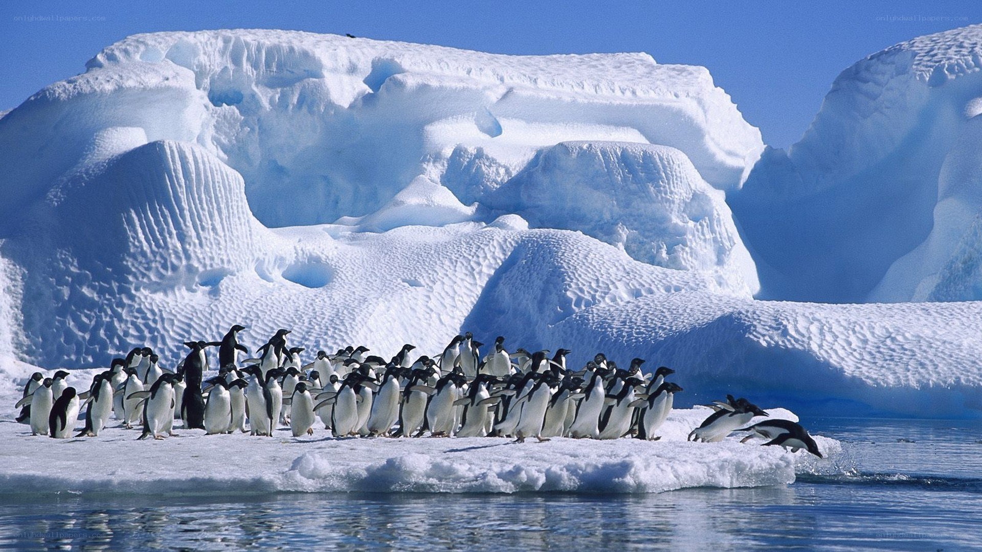 Penguins on an ice floe