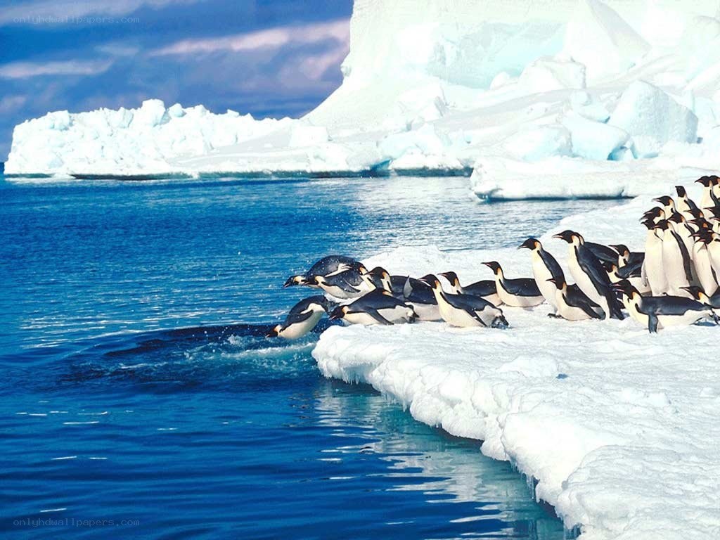 Penguins on an ice floe