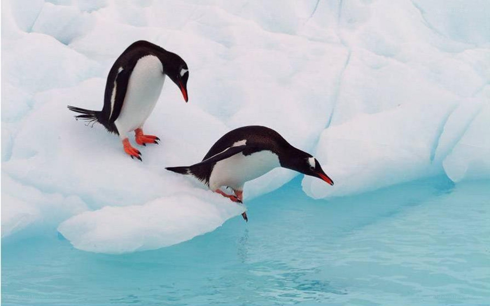 Penguins on an ice floe