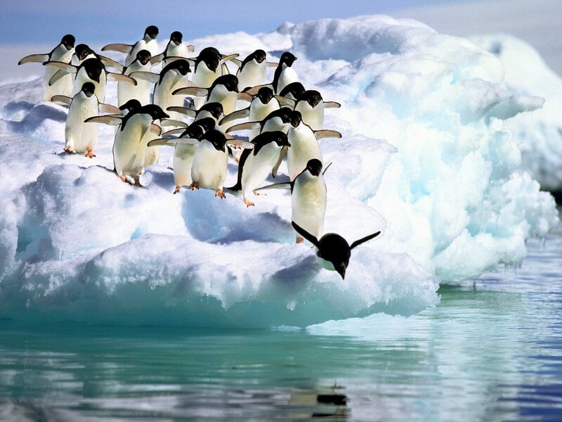 Penguins on an ice floe