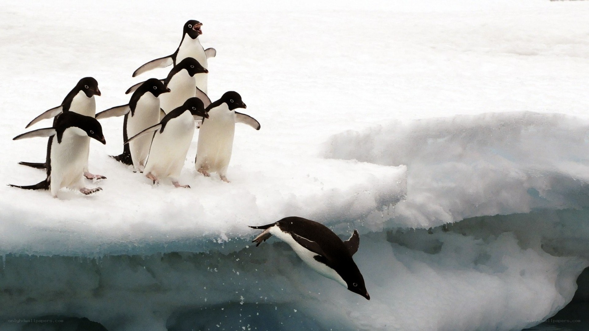 Penguins on an ice floe