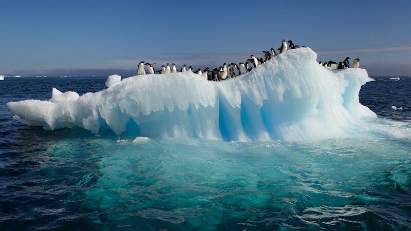 Penguins on an ice floe