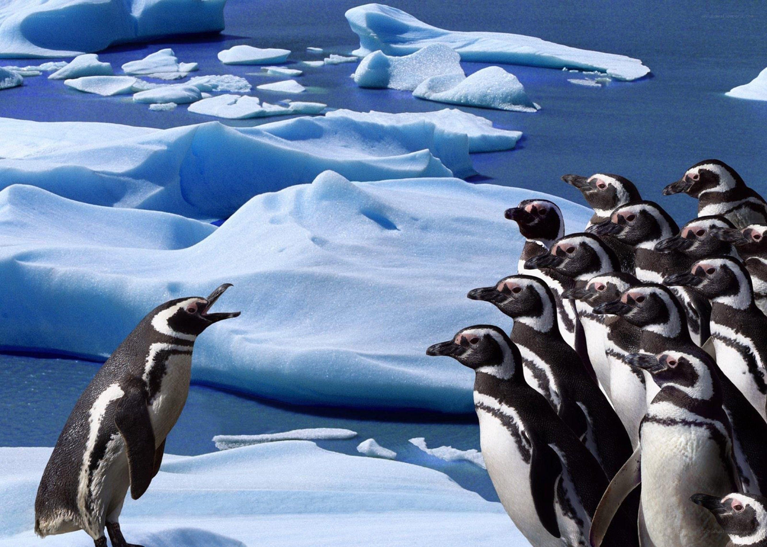 Penguins on an ice floe