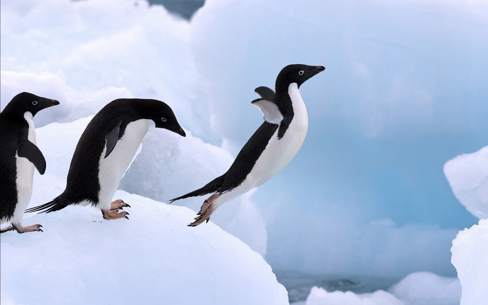 Penguins on an ice floe