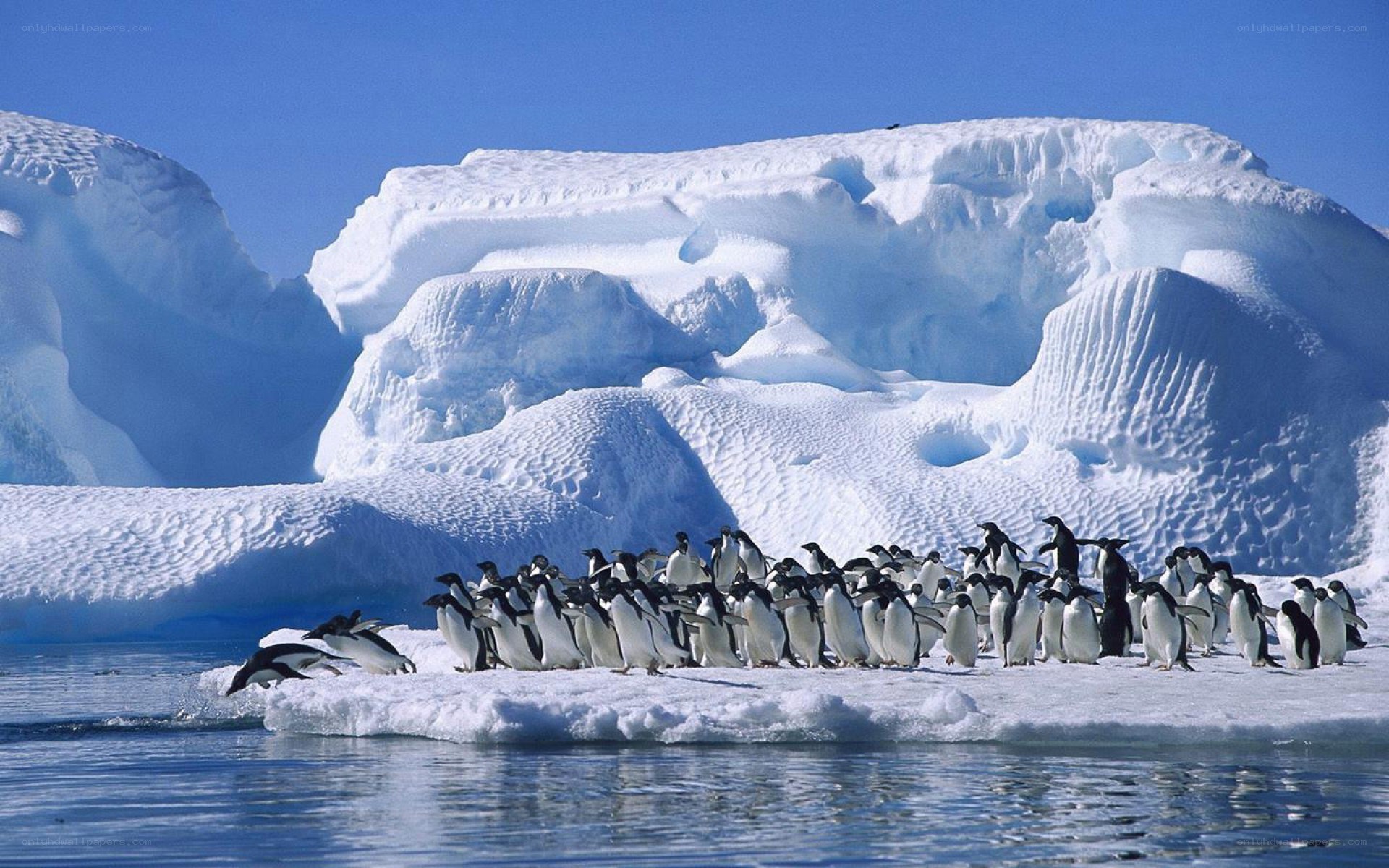 Penguins on an ice floe