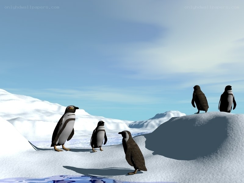 penguins on an ice floe