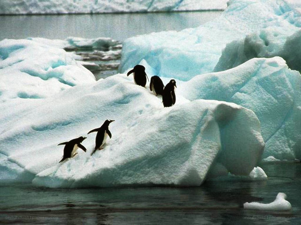 Penguins on an ice floe